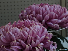 菊花展16
