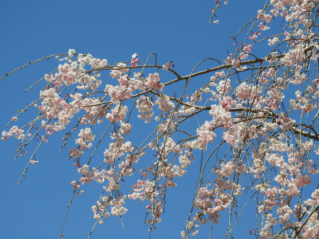 枝垂れ桜3