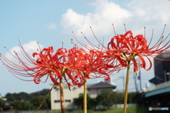 入間川沿いを散策18