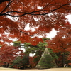 殿ヶ谷戸庭園3