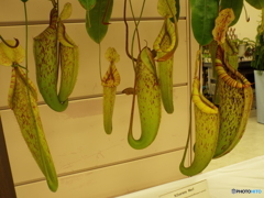 らん展9