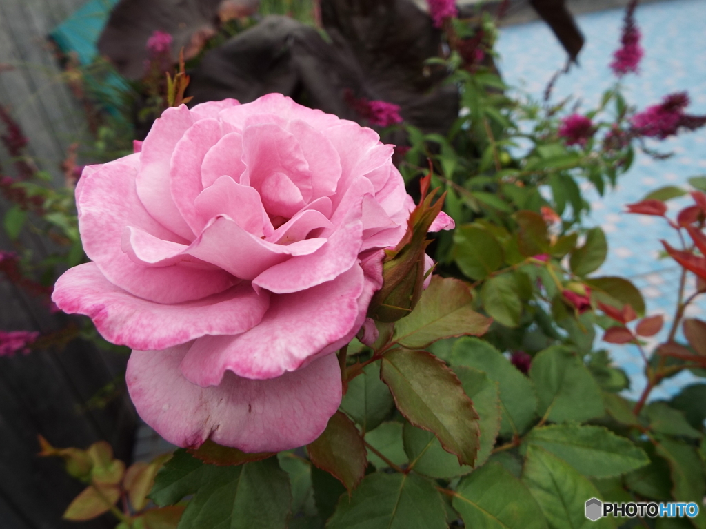 薔薇