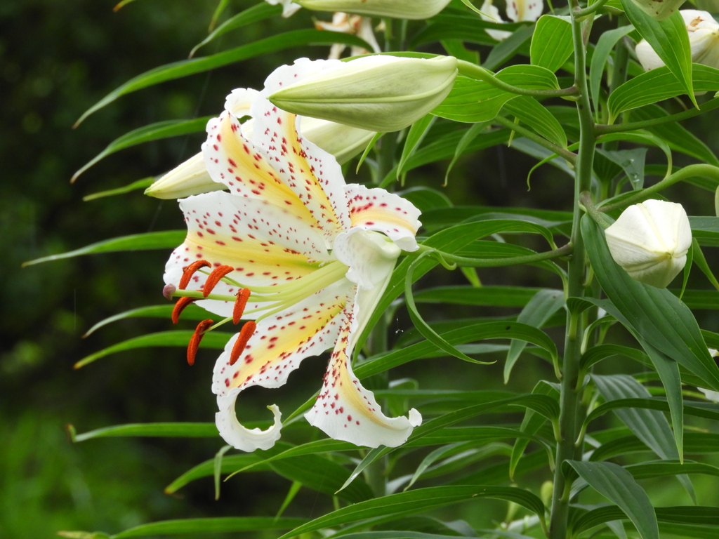 稲荷山公園・山百合17