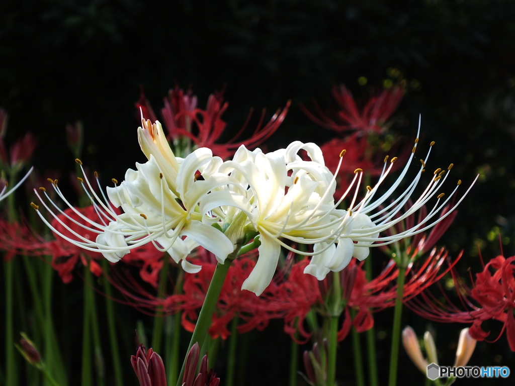 曼珠沙華3