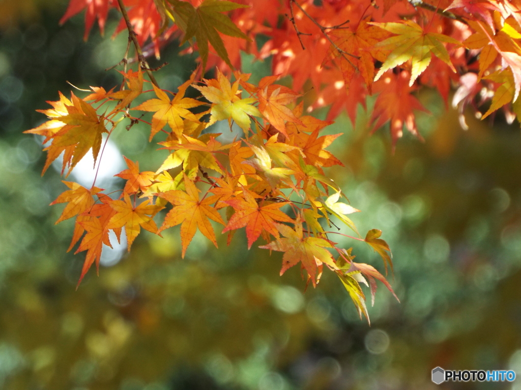 井の頭恩賜公園13