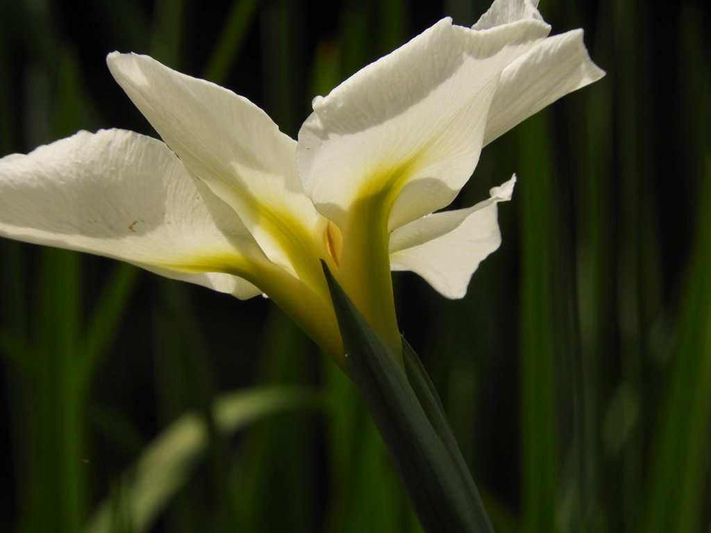 花菖蒲19