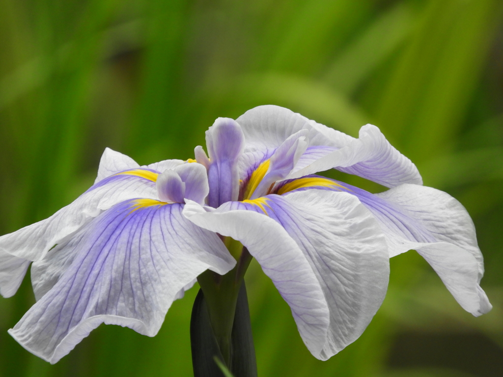 智光山公園・花菖蒲13