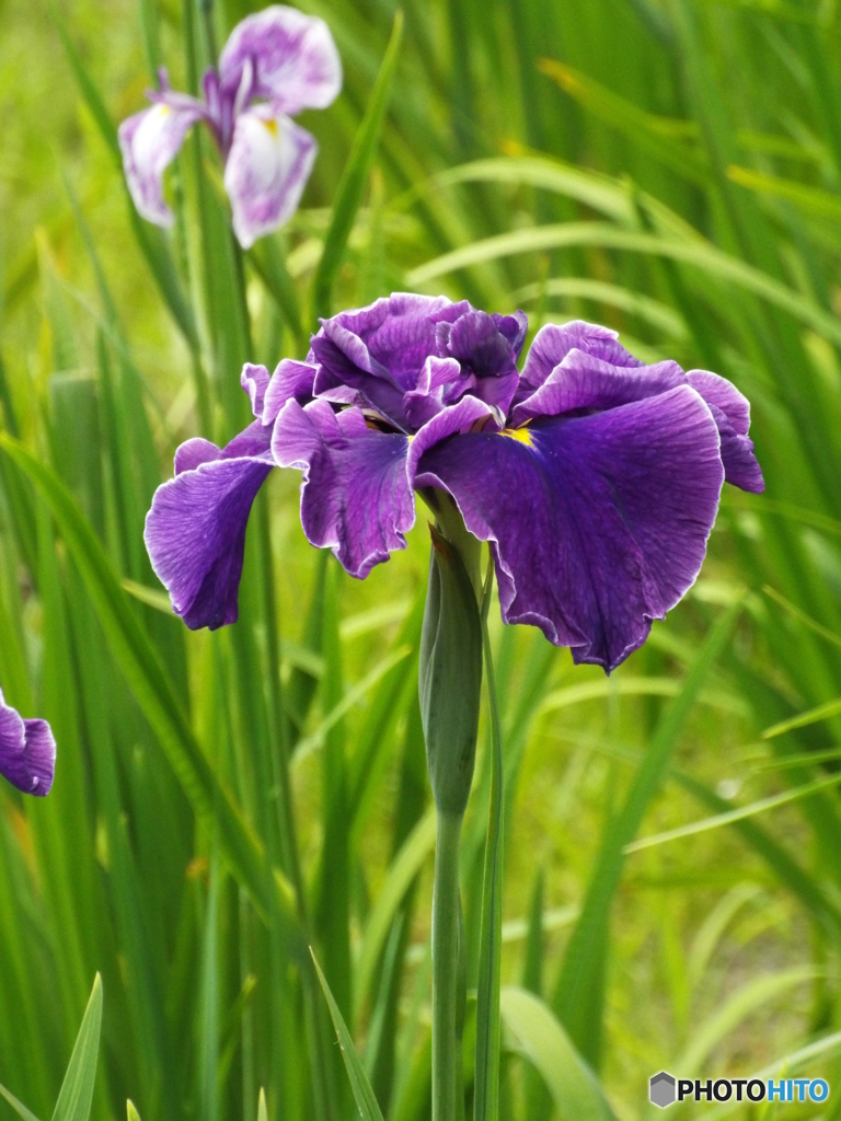 花菖蒲10