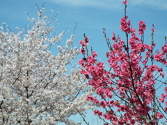 桜＆花桃1