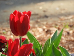 稲荷山公園・桜花壇5