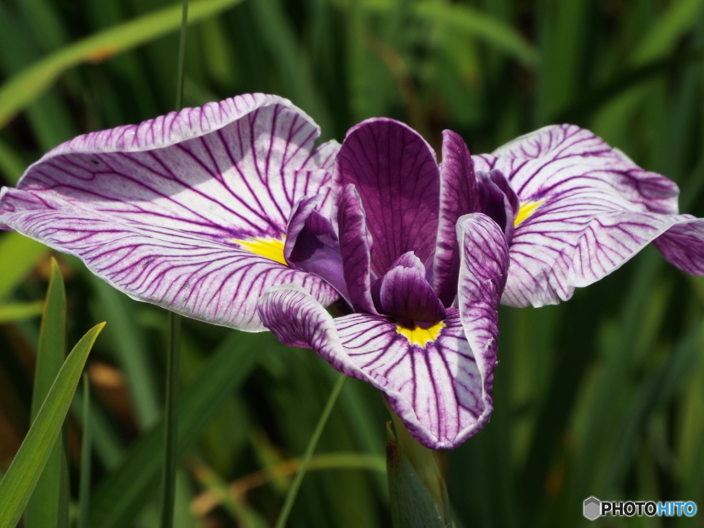 北山公園・花菖蒲4