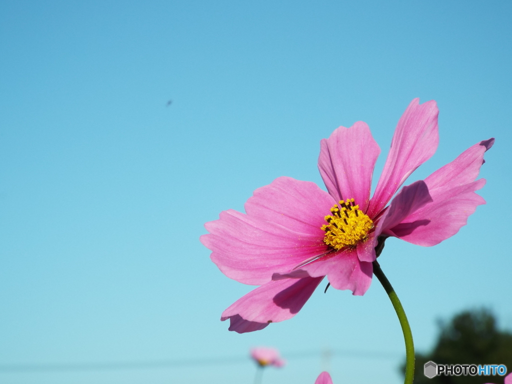 秋桜9
