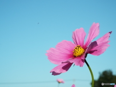 秋桜9