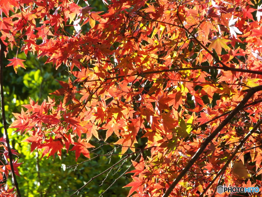 もみじ2