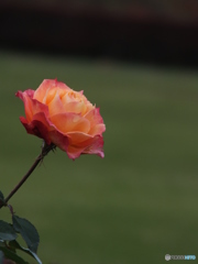 秋薔薇6