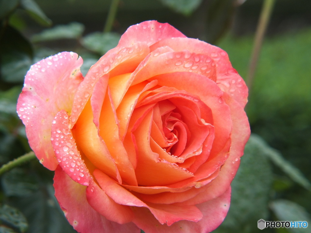 雫を纏った薔薇19
