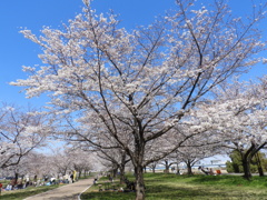 サクラ2