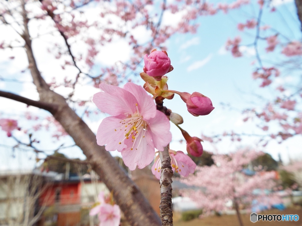 河津桜13