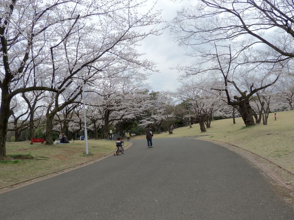 お花見11