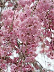 枝垂れ桜5