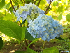 山下公園16