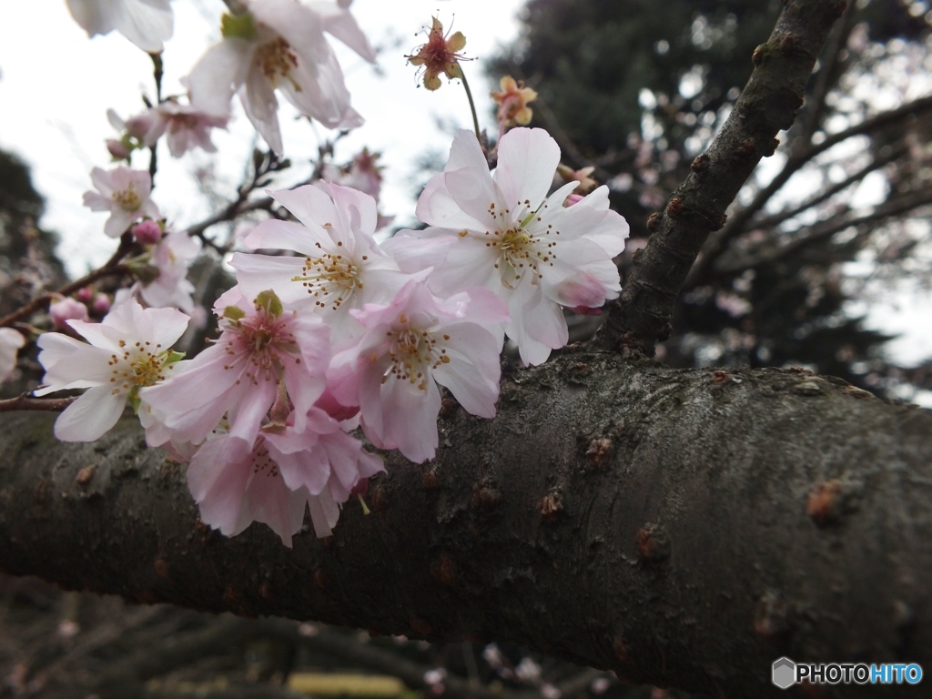 十月桜