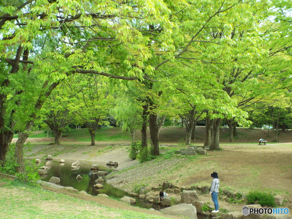 新緑の所沢航空記念公園8