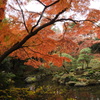 殿ヶ谷戸庭園8