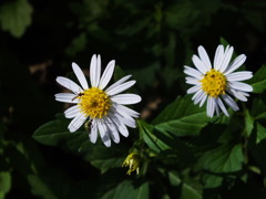 DSCF0455