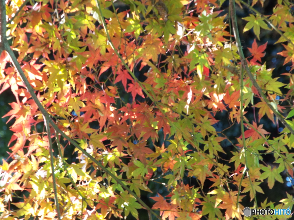 もみじ1