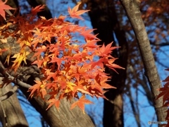 もみじ8