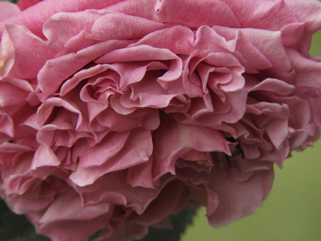 薔薇21