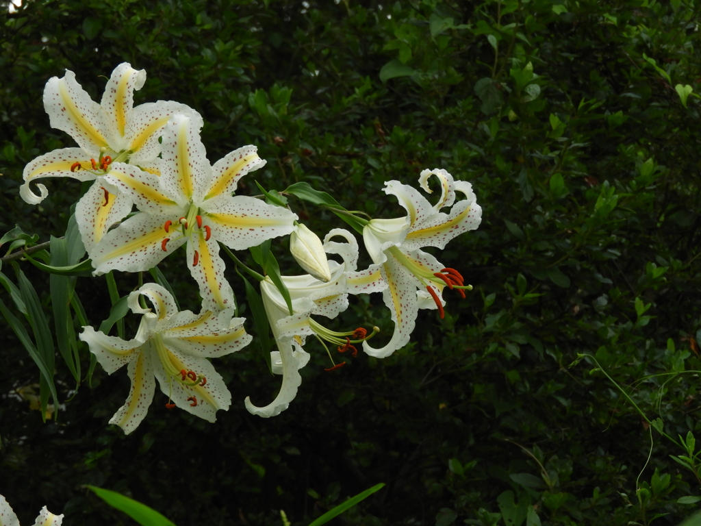 稲荷山公園・山百合15