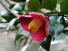 椿