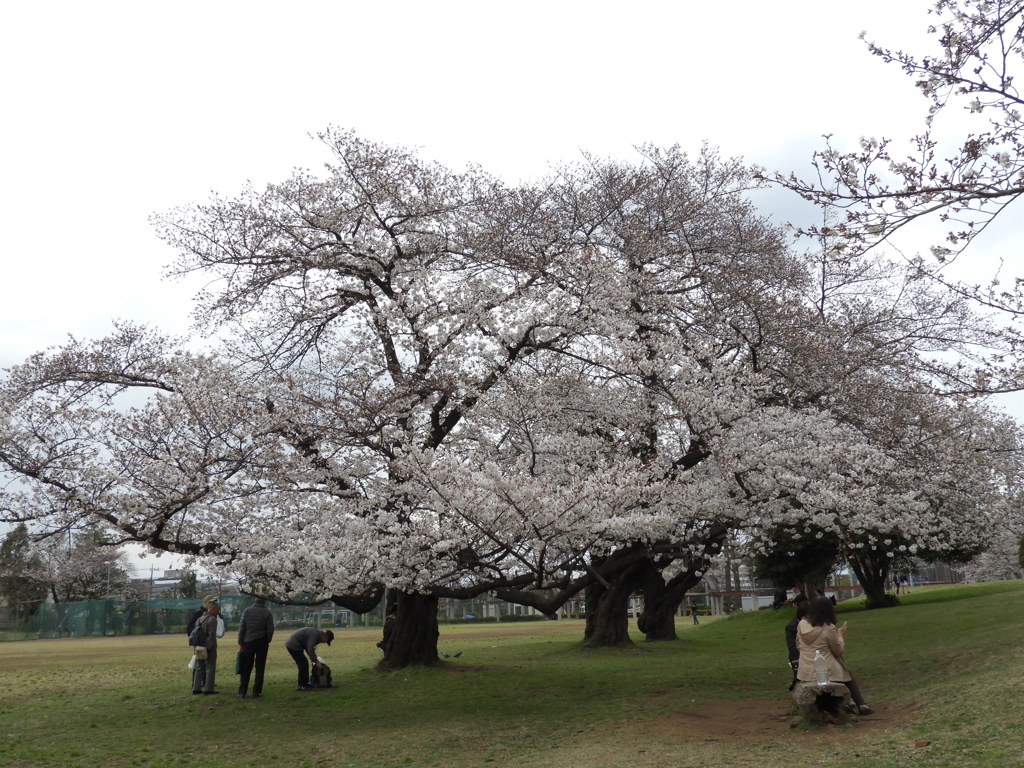 お花見18