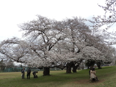 お花見18