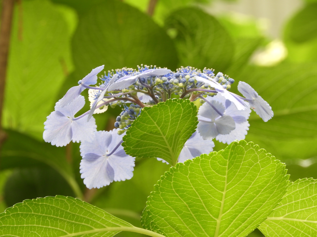 豊島園・額紫陽花12