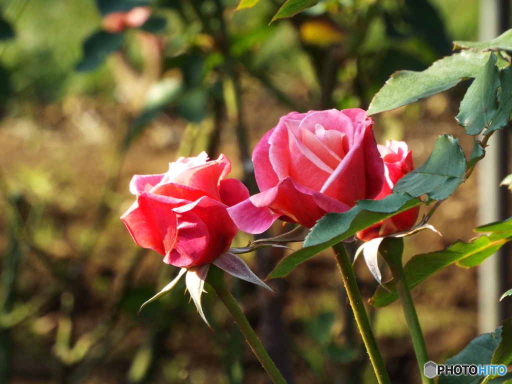 新宿御苑・秋薔薇14