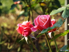 新宿御苑・秋薔薇14