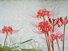 岸辺の曼珠沙華4