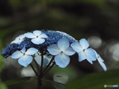 東京都薬用植物園・紫陽花11