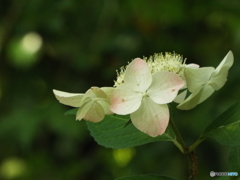 東京都薬用植物園・紫陽花7