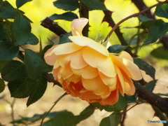 新宿御苑・秋薔薇10