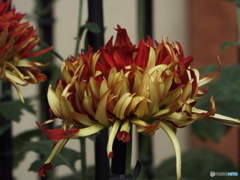 新宿御苑菊花壇展27