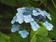 昭和記念公園・紫陽花2