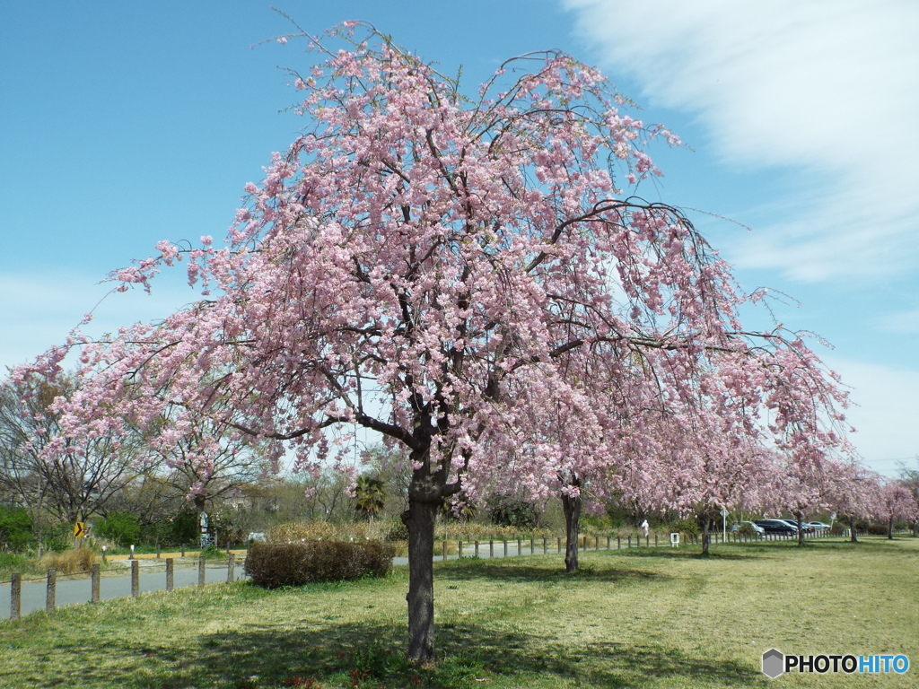 枝垂れ桜4