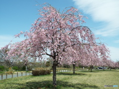 枝垂れ桜4