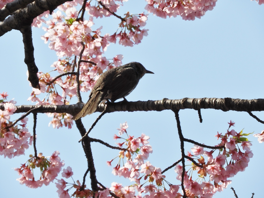 修善寺桜5