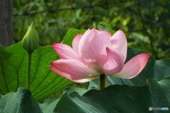 蓮3