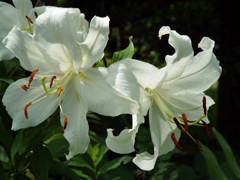 DSCF0086